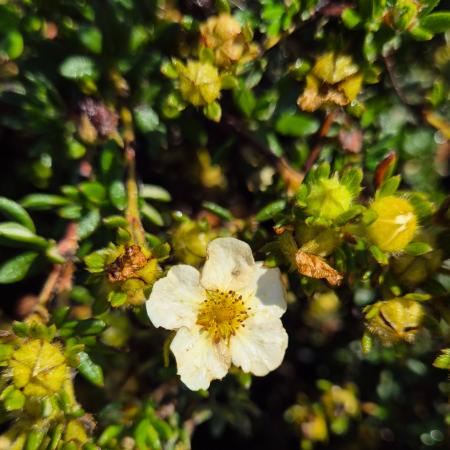 Potentilla fruticosa 'Primrose Beauty' – Vilgossrga virg cserjs pimp 2 liter
