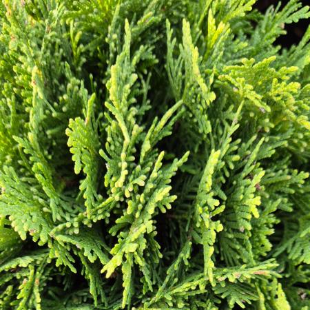Thuja occidentalis 'Danica' - Trpe gmbtuja 5 liter