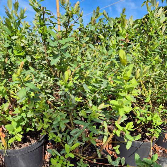 Salix integra Hakuro Nishiki - Tarka levelű japán fűz 4 liter Salix integra Hakuro Nishiki - Tarka levelű japán fűz 4 liter