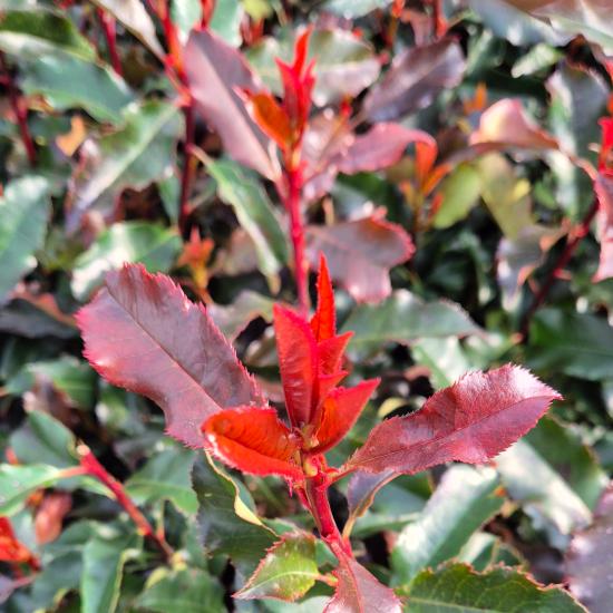 Photinia x fraseri 'Magical Volcano' – Korallberkenye 10 liter
