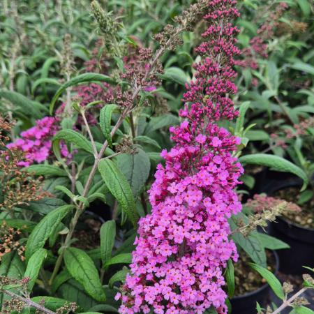 Buddleia davidii 'Pink Delight'- Nyriorgona (rzsaszn) 2 liter