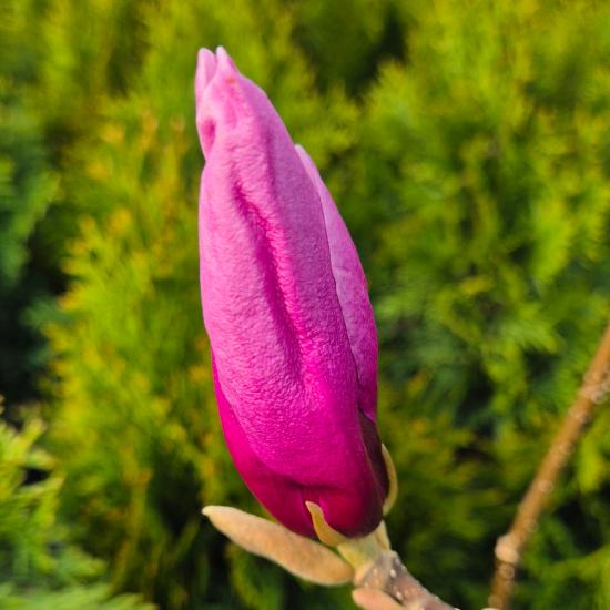 Magnolia 'Rickii' - Nagyvir�g� liliomfa	4 liter