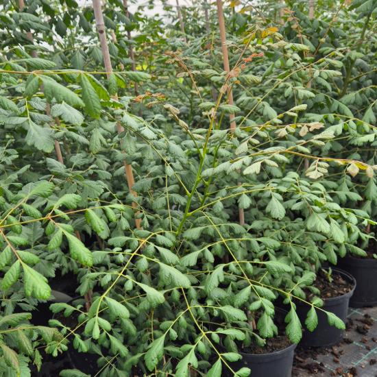 Koelreuteria paniculata - Bug�s cs�rg�fa 5 liter
