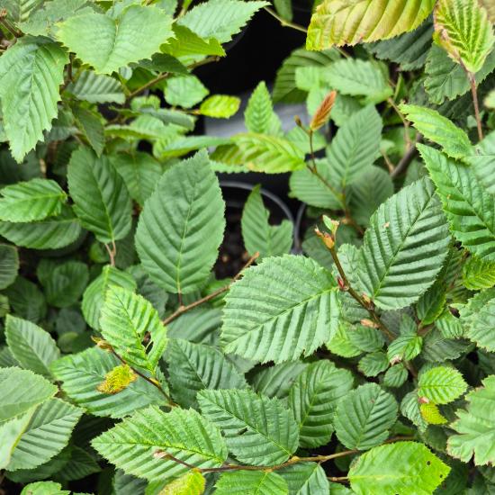 Carpinus Betulus - Gyerty�n 2 liter
