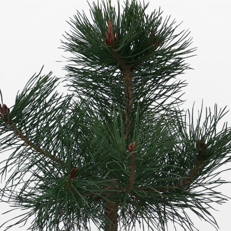 Pinus sylvestris - Erdei feny 4 liter