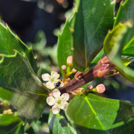 Ilex x meserveae 'Blue Princess' - K�k magyal termõs 4 liter