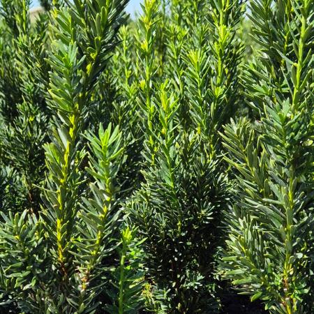 Taxus x.media 'Hilli' - Oszlopos tiszafa 2 liter