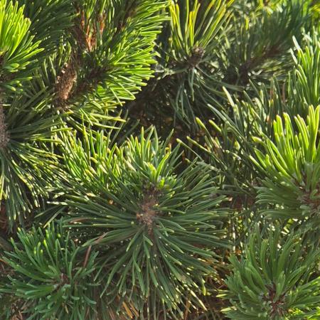Pinus mugo var. Pumilio - Havasi trpefenyõ 0,5 liter