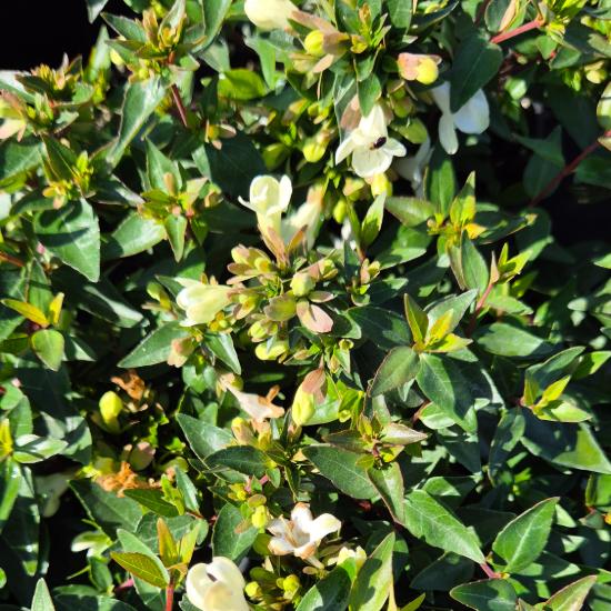 Abelia x grandiflora 'Sherwoodii' – Nagyvir�g� t�rnicslonc 2 liter