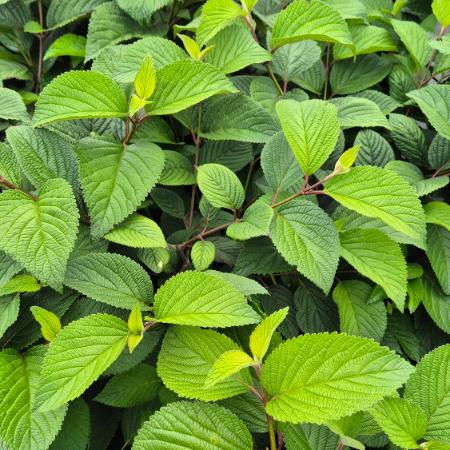 Viburnum plicatum 'Grandiflorum' – Reds level bangita 5 liter