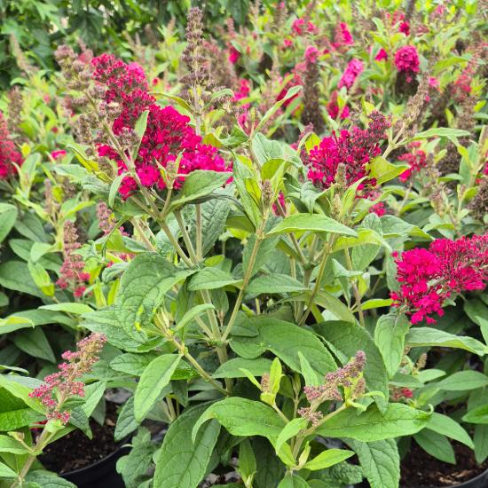 Buddleia davidii Candy Little Ruby - T�rpe ny�riorgona 4 liter