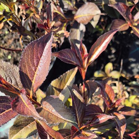 Weigela florida 'Alexandra'® - Bord level rzsalonc