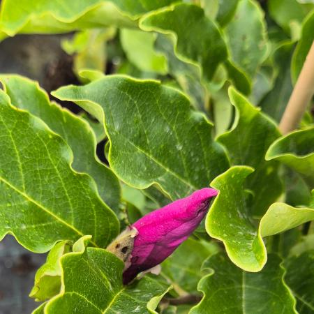 Magnolia 'Rickii' - Nagyvirg liliomfa 10 liter