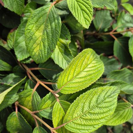 Viburnum plicatum 'Mariesii' - rkzld bangita 10 liter