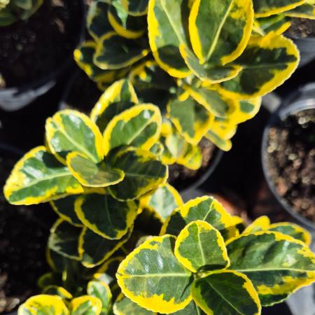 Euonymus japonicus 'Aureomarginatus' – Japn kecskerg 2 liter