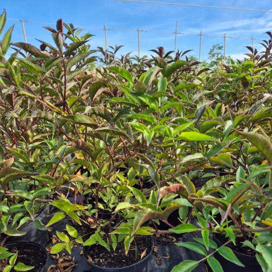 Sambucus nigra Black Beauty - Bordó levelű bodza 4 liter Sambucus nigra Black Beauty - Bordó levelű bodza 4 liter