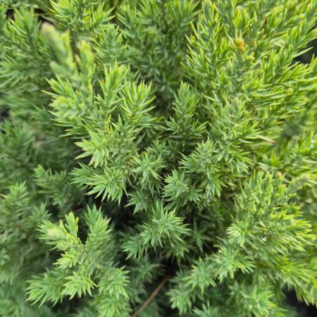 Juniperus chinensis 'Stricta' - Oszlopos knai borka 2 liter