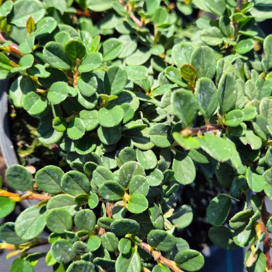 Cotoneaster dammeri 'Eichholz' - K�sz� mad�rbirs 2 liter