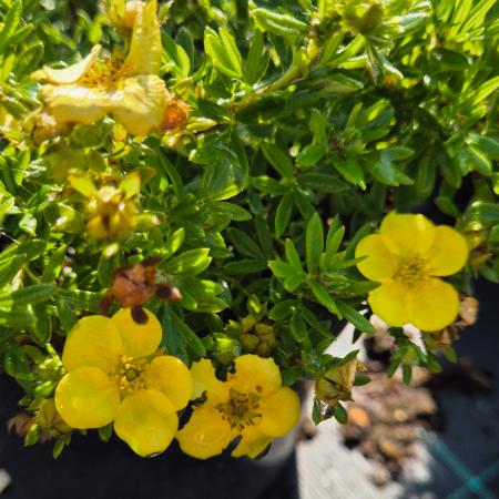 Potentilla fruticosa 'Kobold' - Trpe, srga cserjs pimp 2 liter
