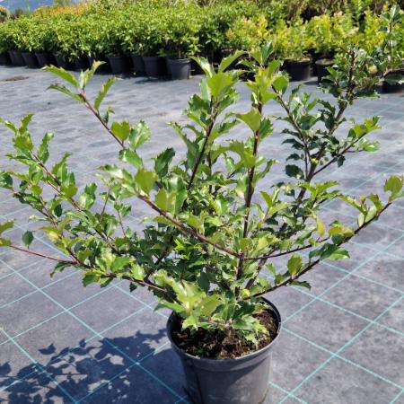 Ilex x meserveae 'Blue Princess' - Kk magyal termõs 4 liter