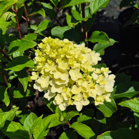 Hydrangea paniculata 'Vanille Fraise' - Bug�s hortenzia 5 liter