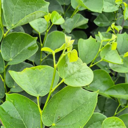 Cercis chinensis 'Shirobana' – Jdsfa 5 liter
