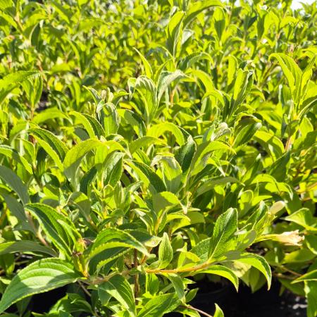 Weigela 'Marjorie' - Marjorie rzsalonc	2 liter