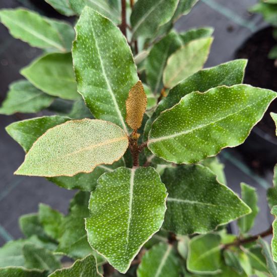 Elaeagnus ebbingnei - Ezüstfa 4 liter Elaeagnus ebbingnei - Ezüstfa 4 liter