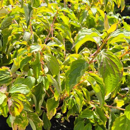 Cornus sanguinea 'Anny's Winter Orange' – Veresgyr som 4 liter
