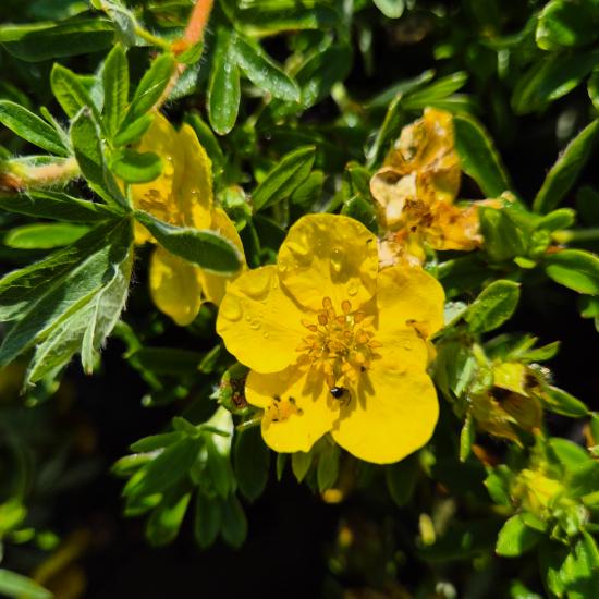 Potentilla fruticosa 'Goldteppich' - Cserjés pimpó 2 liter Potentilla fruticosa 'Goldteppich' - Cserjés pimpó 2 liter