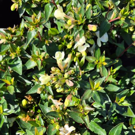 Abelia x grandiflora 'Sherwoodii' – Nagyvirg trnicslonc 2 liter