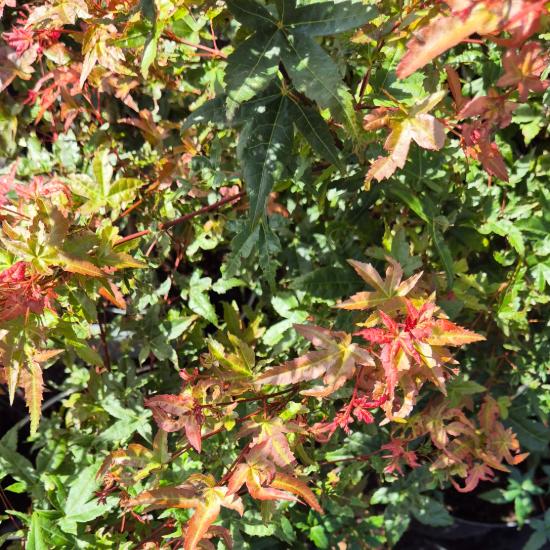 Acer palmatum 'Deshojo' - Jap�n juhar 10 liter