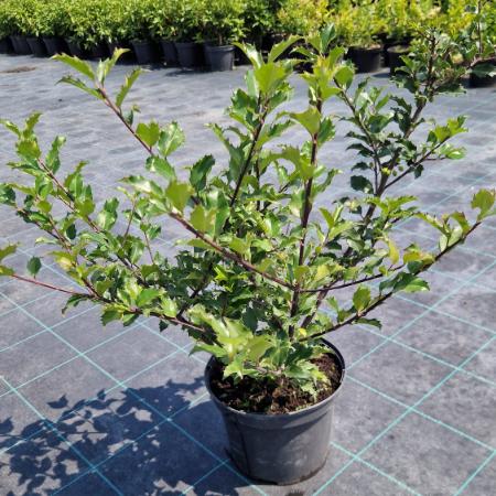 Ilex x meserveae 'Blue Prince' - Kk magyal porzs 4 liter