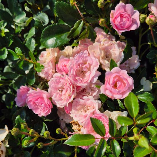 Rosa 'The Fairy' - R�zsasz�n talajtakar� r�zsa 2 liter