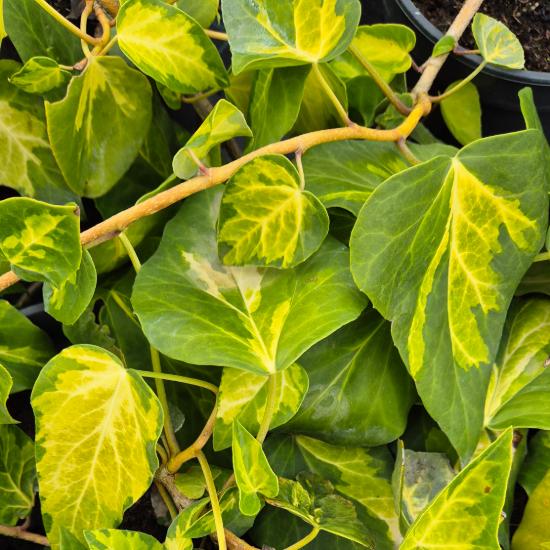 Hedera colchica 'Sulphur Heart' - S�rga-tarka borosty�n 2 liter
