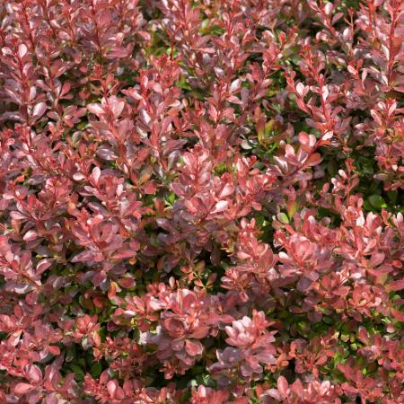 Berberis thunbergii 'Atropurpurea Nana' - Japn vrborbolya 2 liter