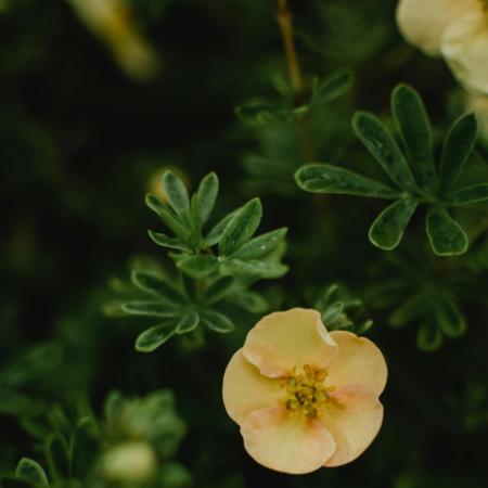 Potentilla fruticosa 