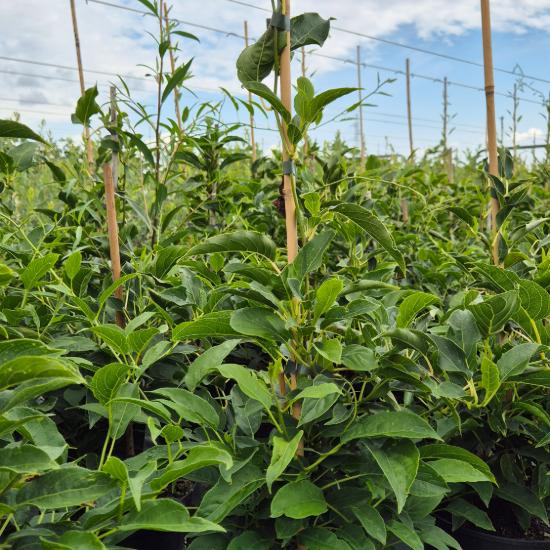 Actinidia arguta Issai - Kopasz mini kivi