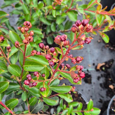 Lagerstroemia indica Red Imperator - K�nai selyemmirtusz 4 liter