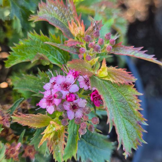 Spiraea japonica 'Crispa' - Rojtos gy�ngyvessz� 2 liter