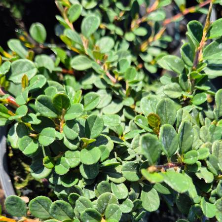 Cotoneaster dammeri 'Eichholz' - Ksz madrbirs 2 liter