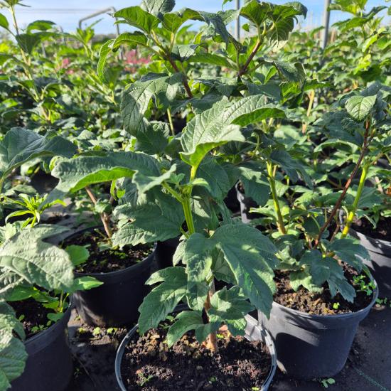 Viburnum opulus 'Roseum' - Labdar�zsa 4 liter