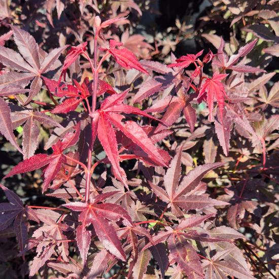 Acer palmatum 'Atropurpureum' - S�t�tv�r�s jap�n juhar 5 liter