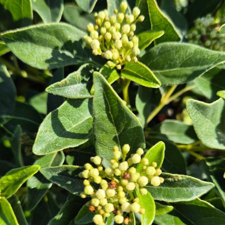 Viburnum tinus 'Eve Price' - rkzld bangita 4 liter
