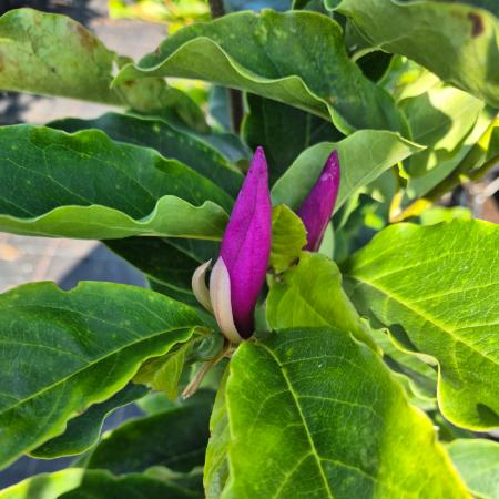 Magnolia liliflora 'Susan' - Nagyvirg liliomfa	2 liter