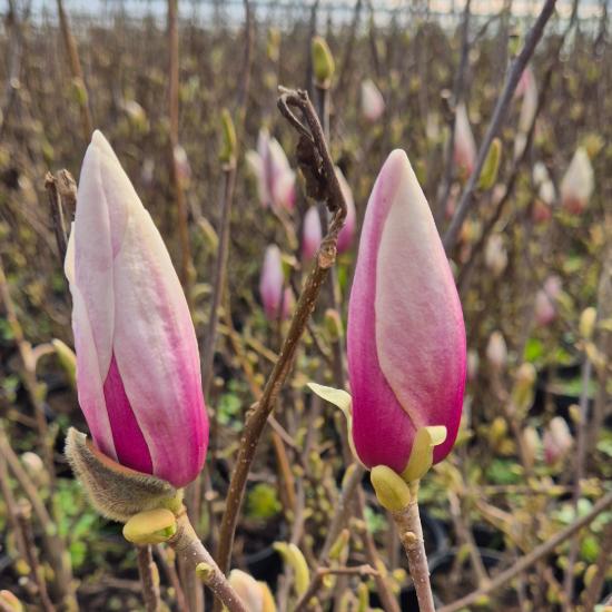 Magnolia x soulangeana - Liliomfa 2 liter
