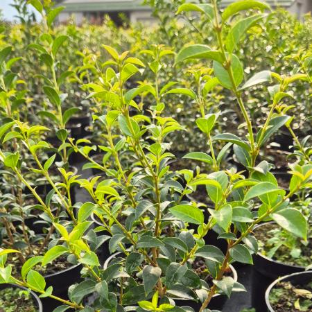 Osmanthus burkwoodii – Burkwood illatvirg 2 liter