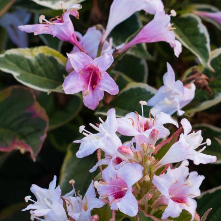 Weigela 'Marjorie' - Marjorie rzsalonc	2 liter