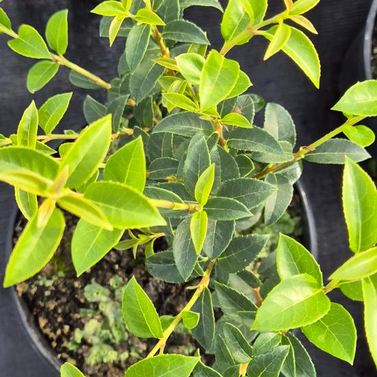 Osmanthus burkwoodii – Burkwood illatvir�g 2 liter