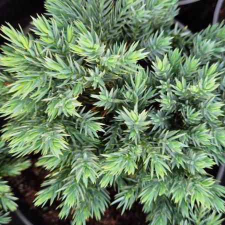 Juniperus squamata 'Blue Star'  - Kk trpe terlõ borka 2 liter